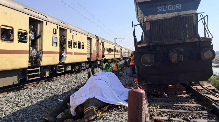 Ấn Độ: 7 con voi chết do va chạm với đoàn tàu chở khách